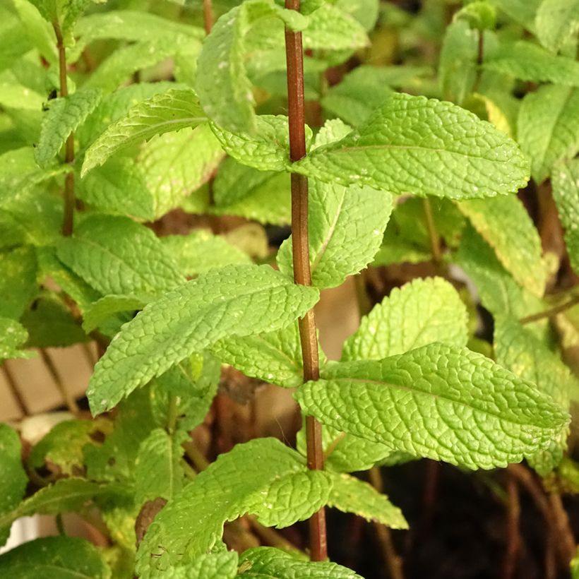 Menthe verte - Mentha spicata en plant BIO (Foliage)