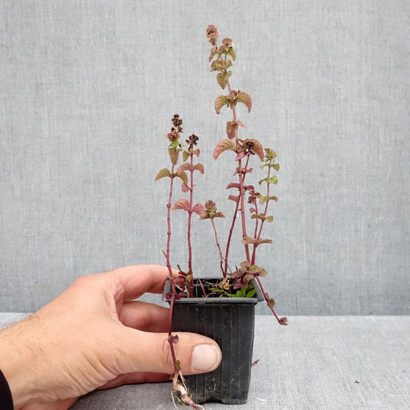 Spécimen de Menthe x  smithiana rubra BIO Godet de 8/9 cm tel que livré en automne