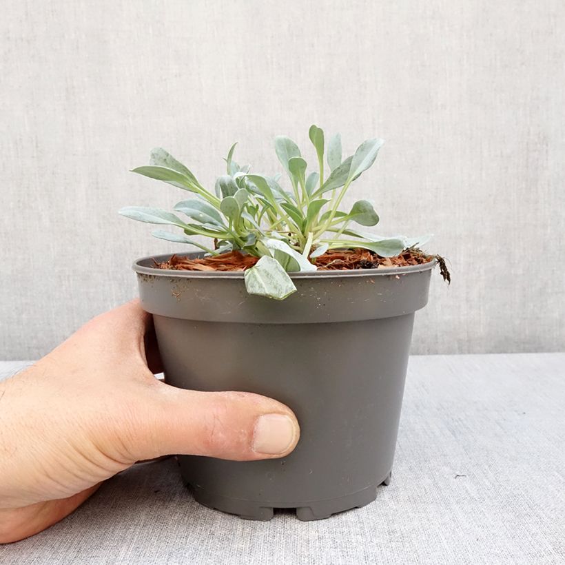 Example of Mertensia maritima - Huître végétale   Pot de 1L/1,5L as you get in printemps