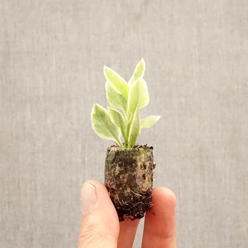 Spécimen de Mesembryanthemum Mezoo Mini-motte Ø 3/4 cm tel que livré au printemps