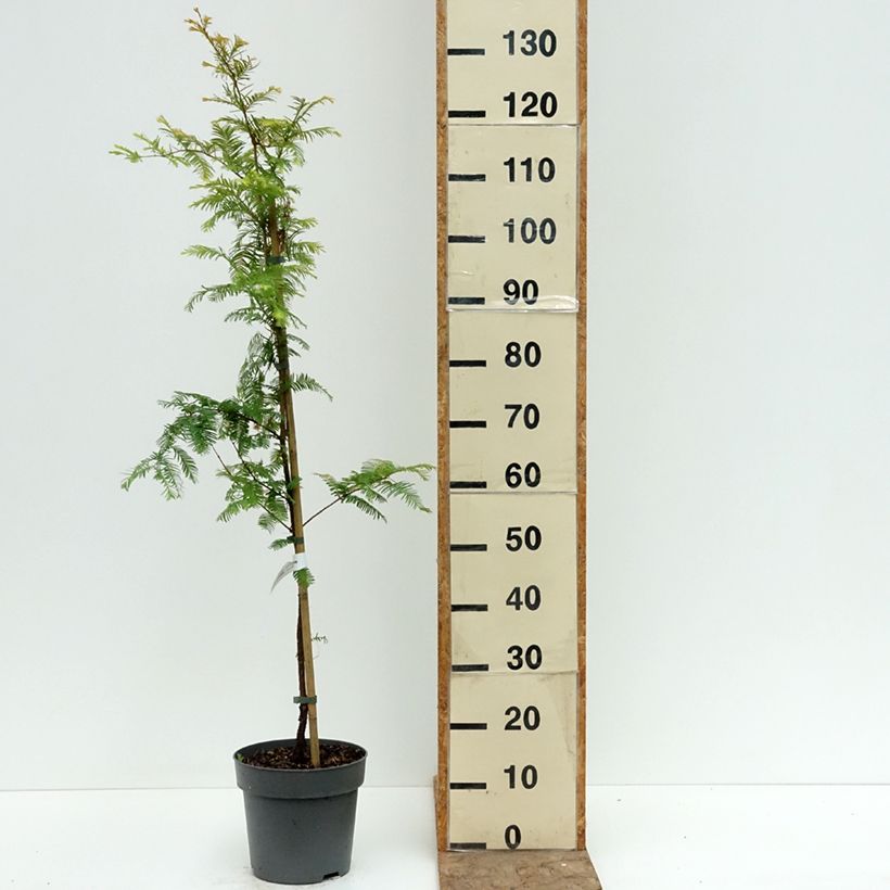 Spécimen de Metasequoia glyptostroboides Amber Glow Pot de 2L/3L tel que livré en été