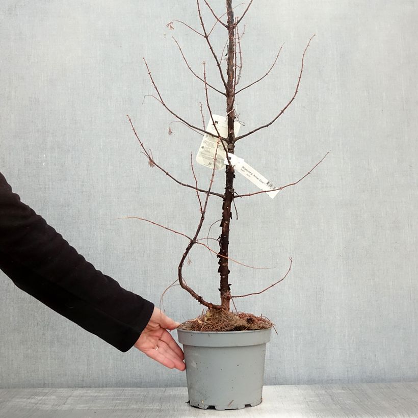 Spécimen de Metasequoia glyptostroboides Amber Glow Pot de 2L/3L tel que livré en automne