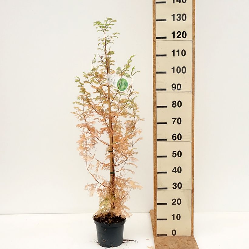 Spécimen de Metasequoia glyptostroboides Pot de 3L/4L tel que livré en automne