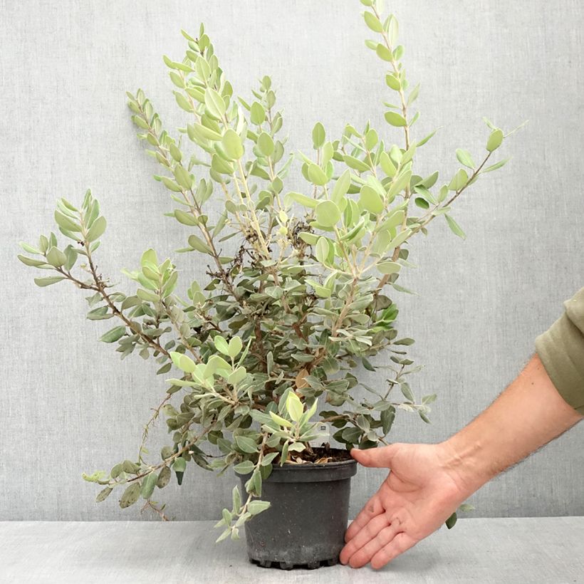 Spécimen de Metrosideros excelsa Aurea - Arbre de Noël de Nouvelle-Zélande Pot de 2L/3L tel que livré en été