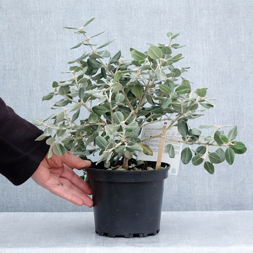 Example of Metrosideros excelsa Aurea - Arbre de Noël de Nouvelle-Zélande Pot de 2L/3L as you get in printemps