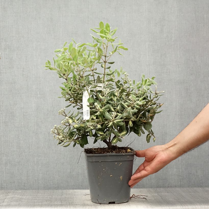 Example of Metrosideros excelsa Aureomarginata ou M. kermadecensis Variegata - Arbre de Noël de Nouvelle-Zélande Pot de 4L/5L as you get in printemps