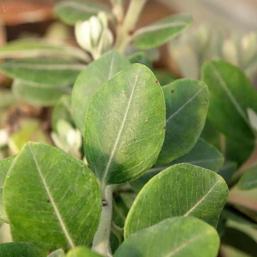 Metrosideros x thomasii (Foliage)