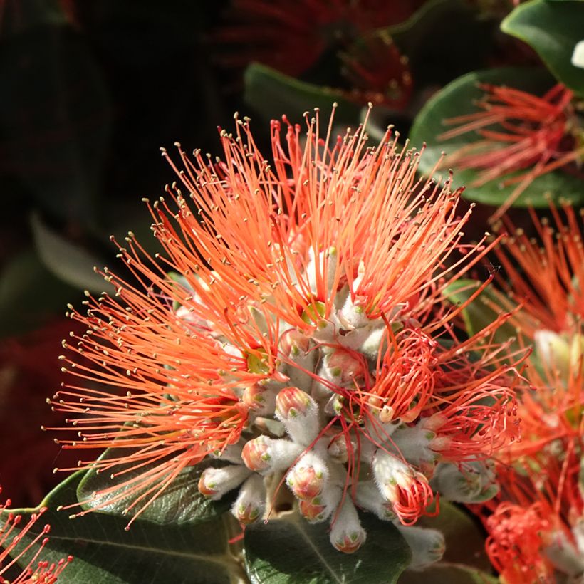 Metrosideros x thomasii (Flowering)