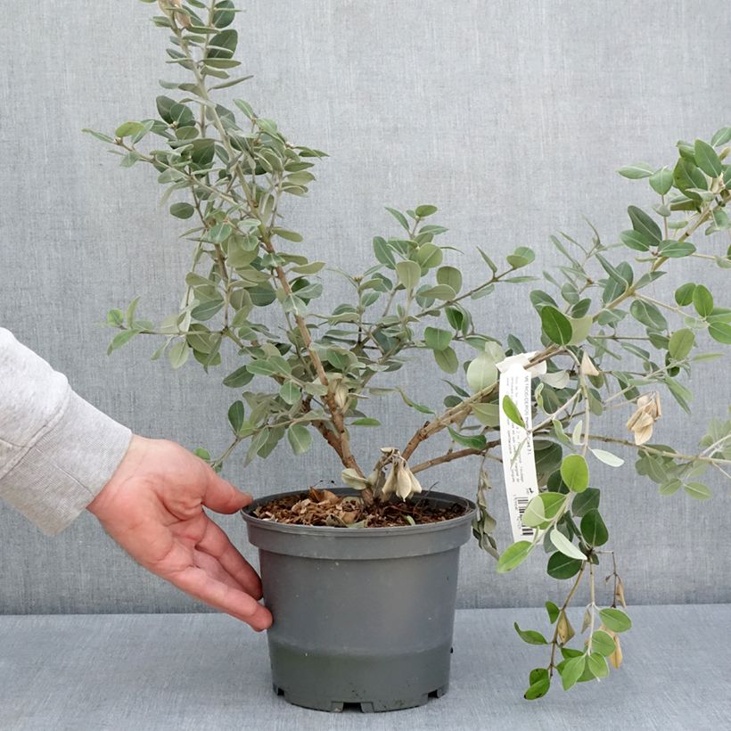 Example of Metrosideros x thomasii Pot de 3L/4L as you get in printemps