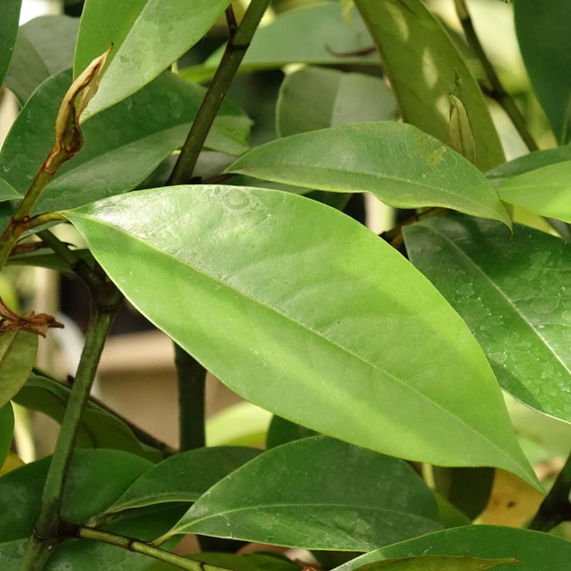 Michelia (x) foggii Allspice - Michelia hybride (Foliage)