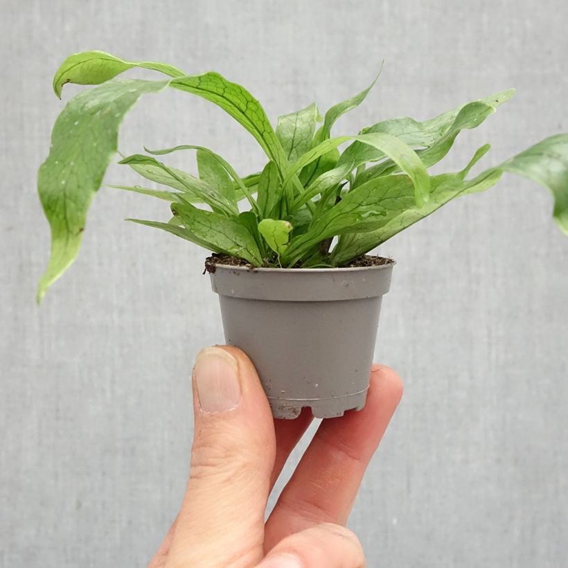 Spécimen de Microsorum musifolium Crocodyllus - Fougère crocodile Mini-plante tel que livré au printemps