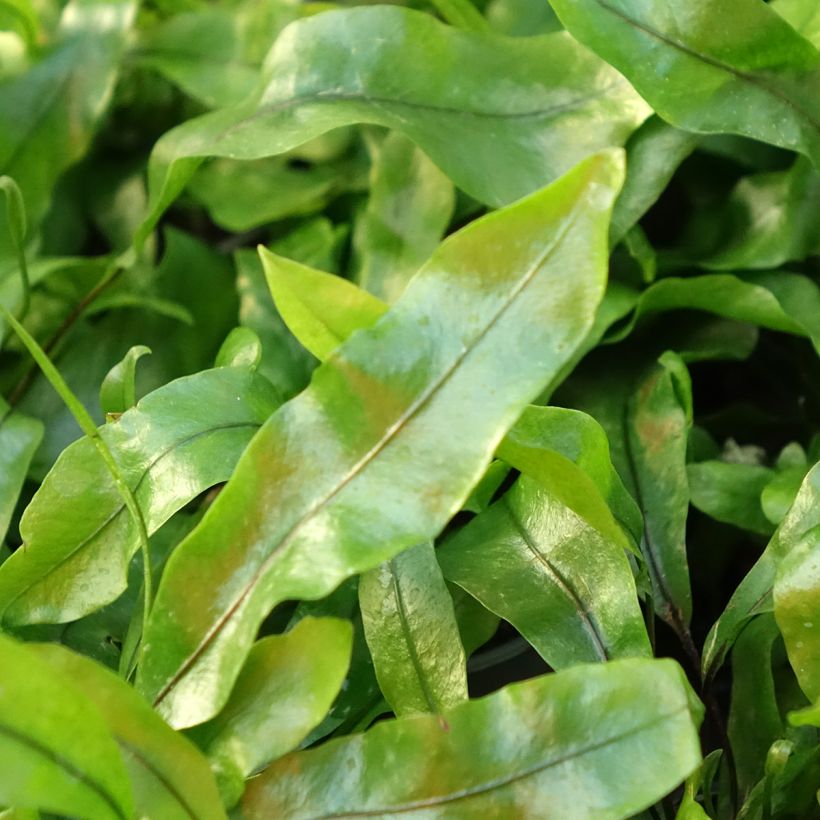 Microsorum pteropus - Fougère de Java (Feuillage)