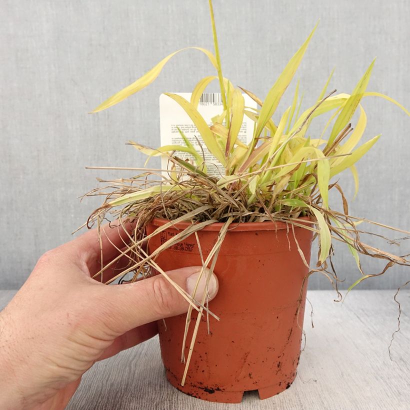 Example of Milium effusum Aureum Pot de 1L/1,5L as you get in printemps
