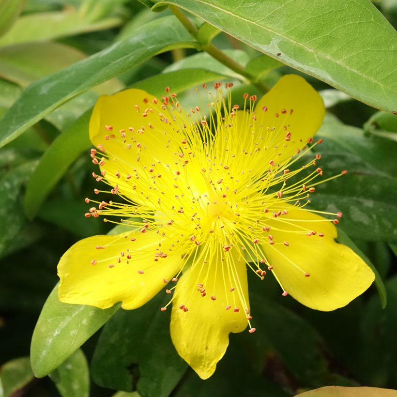 Millepertuis - Hypericum calycinum (Flowering)