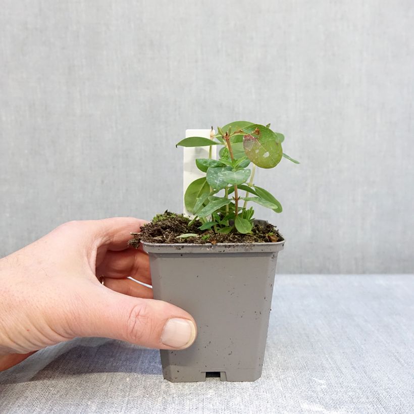 Example of Millepertuis - Hypericum calycinum Godet de 7/8 cm as you get in hiver