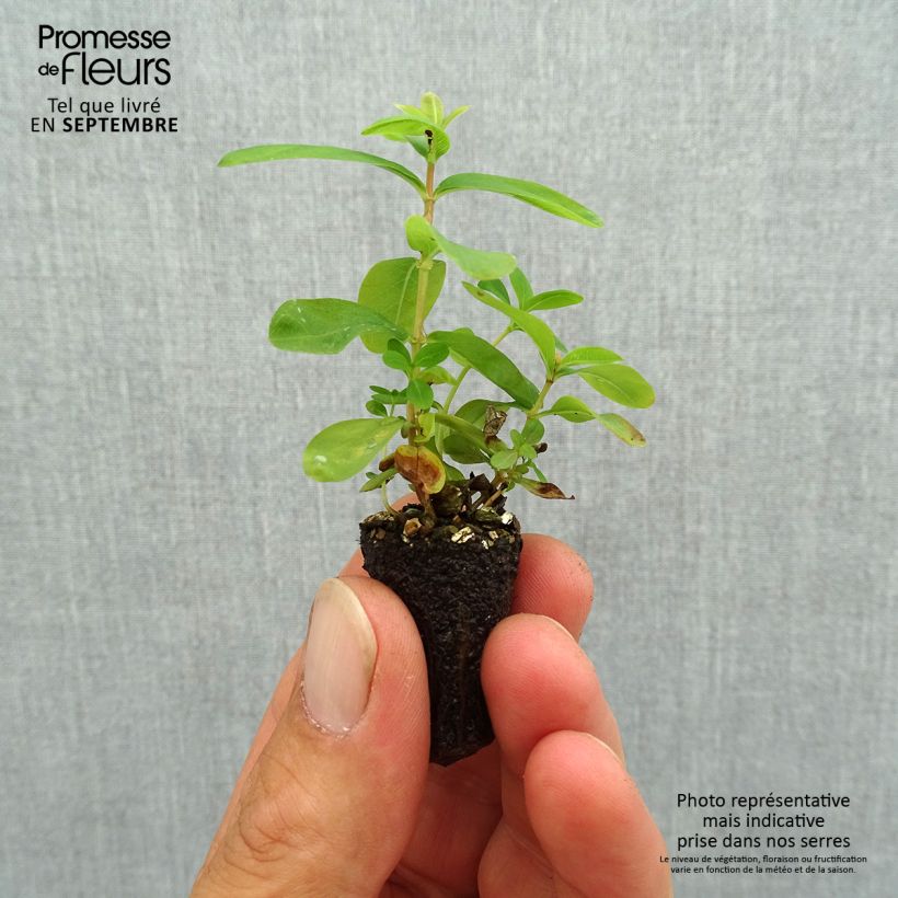 Example of Millepertuis - Hypericum calycinum Mini-motte Ø 1,5/2,5 cm as you get in automne