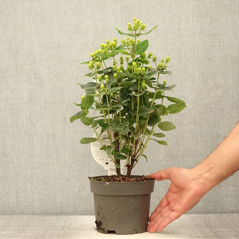 Spécimen de Millepertuis - Hypericum inodorum Miracle Pistache Pot de 2L/3L tel que livré en été