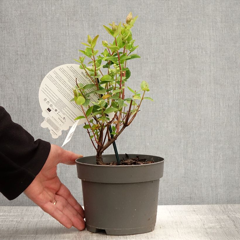 Spécimen de Millepertuis - Hypericum inodorum Miracle Pistache Pot de 2L/3L tel que livré au printemps