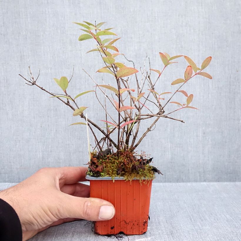 Spécimen de Millepertuis tricolore - Hypericum moserianum Tricolor Godet de 8/9 cm tel que livré en automne