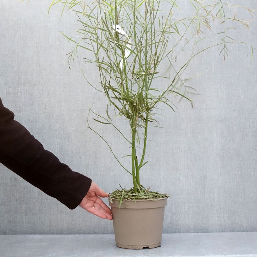 Example of Mimosa à feuilles de saule - Acacia iteaphylla Pot de 4L/5L as you get in printemps