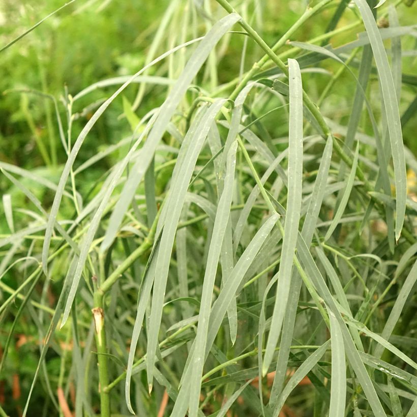 Mimosa à feuilles de saule - Acacia iteaphylla (Foliage)