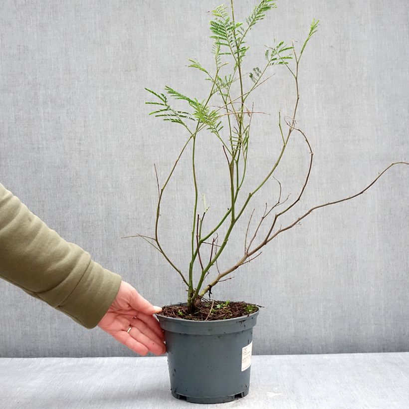 Example of Mimosa - Acacia dealbata Pot de 2L/3L as you get in hiver