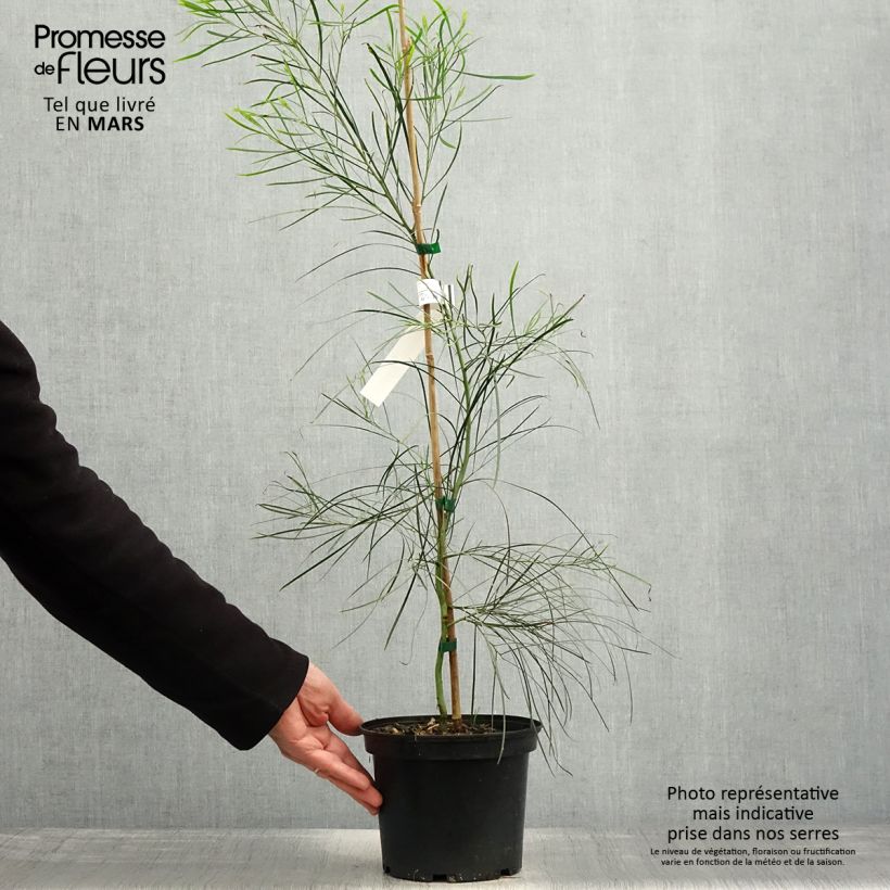 Example of Mimosa des 4 saisons - Acacia retinodes Pot de 2L/3L as you get in printemps