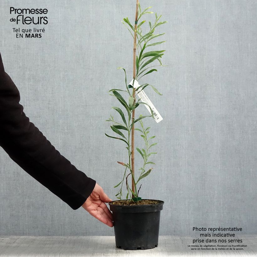 Example of Mimosa des 4 saisons Lisette - Acacia retinodes Pot de 2L/3L as you get in printemps