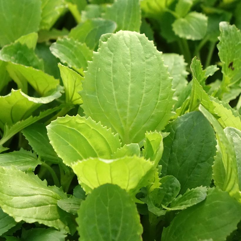 Mimulus Bonfire Red - Mimule (Feuillage)