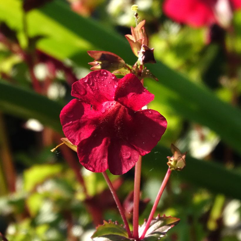Mimulus cupreus Roter Kaiser (Floraison)