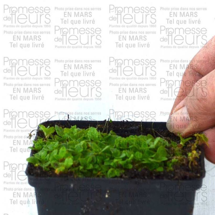 Exemple de spécimen de Mimulus Highland Yellow Godet de 8/9 cm tel que livré