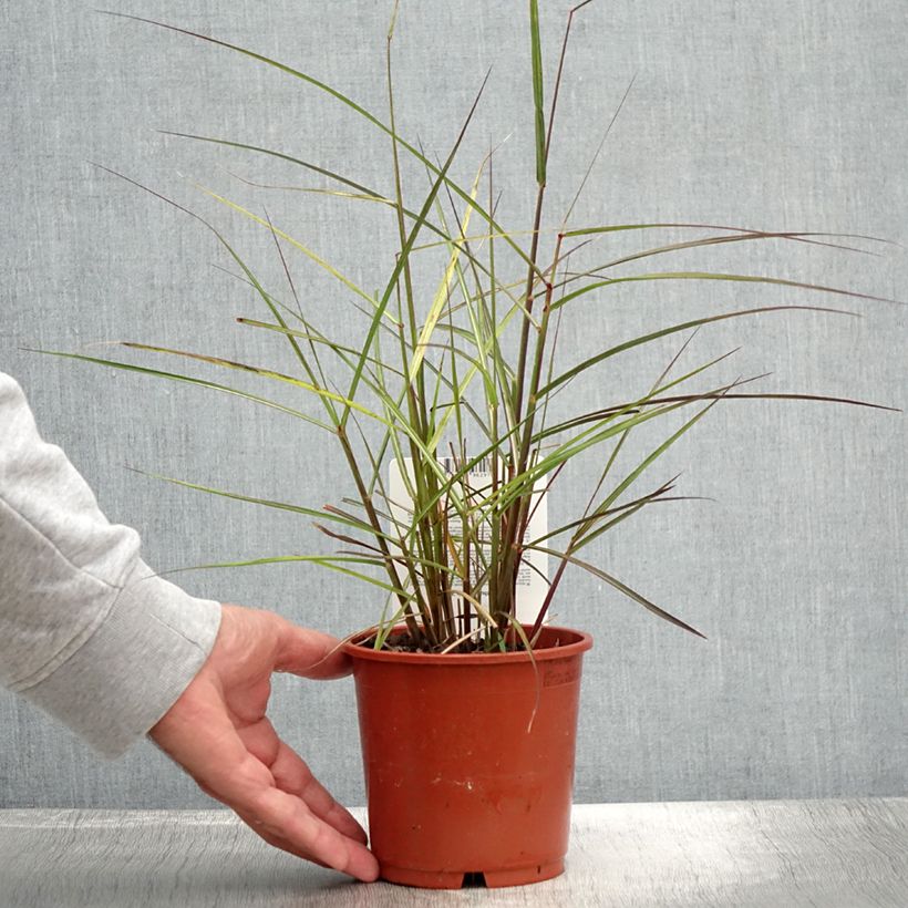 Spécimen de Miscanthus sinensis Aperitiv (Aperitif) - Roseau de Chine Pot de 1L/1,5L tel que livré en été