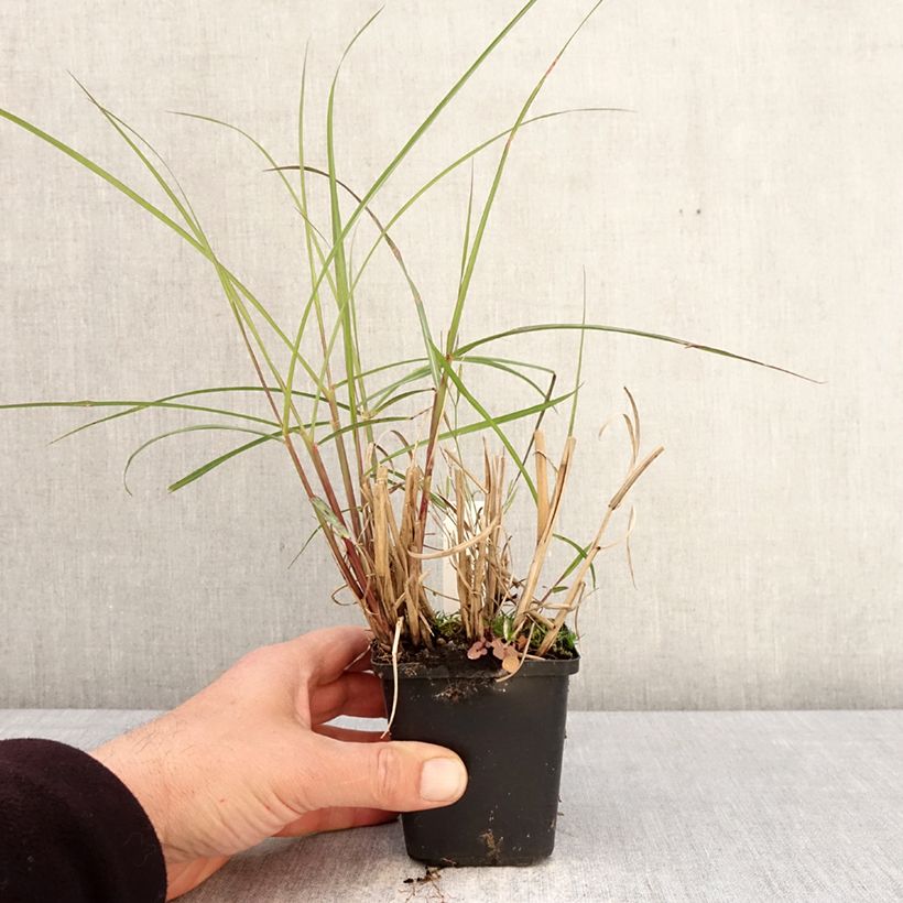 Spécimen de Miscanthus sinensis Aperitiv (Aperitif) - Roseau de Chine Godet de 8/9 cm tel que livré au printemps