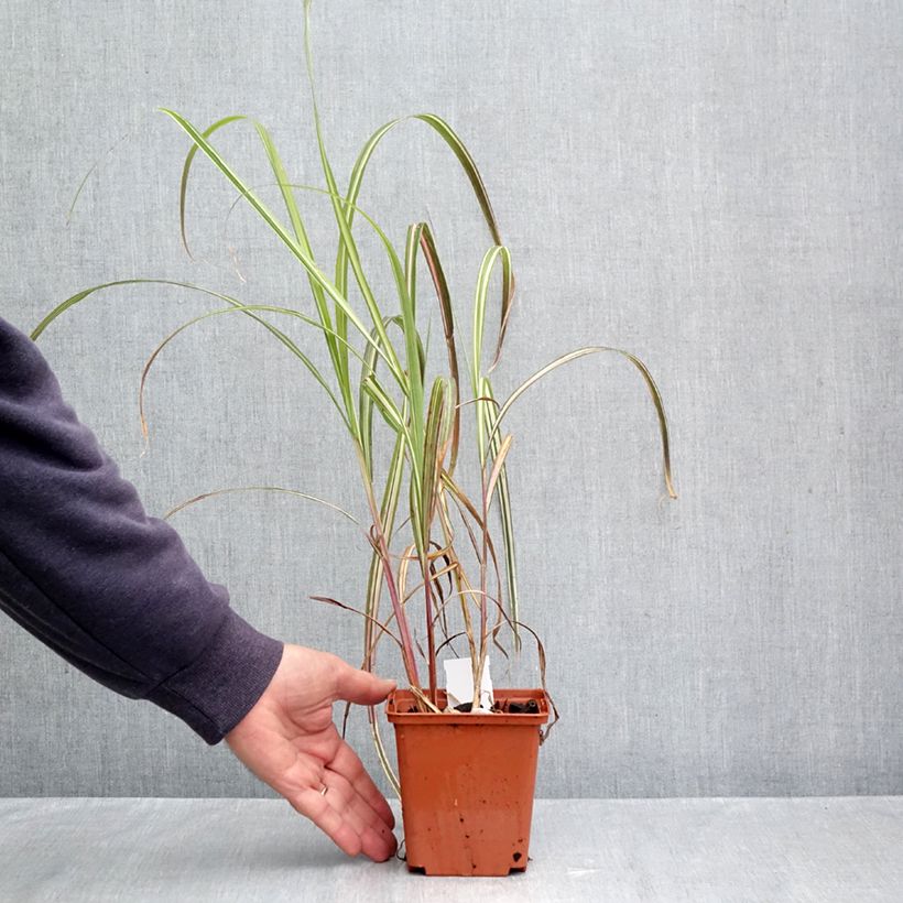 Spécimen de Miscanthus sinensis Cabaret - Roseau de Chine Pot de 1L/1,5L tel que livré en automne