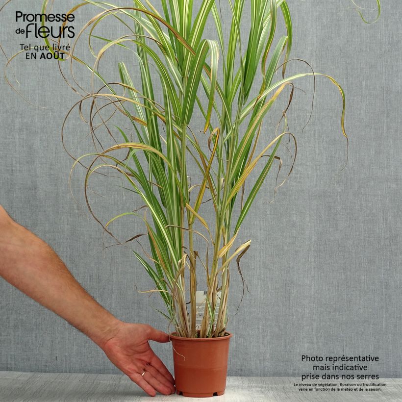 Spécimen de Miscanthus sinensis Cabaret - Roseau de Chine Pot de 1L/1,5L tel que livré en été