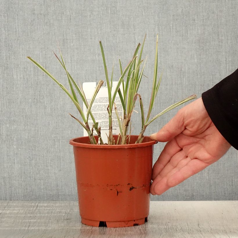 Example of Miscanthus sinensis Cabaret - Roseau de Chine Pot de 1L/1,5L as you get in printemps