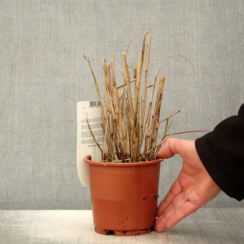 Example of Miscanthus sinensis China - Eulalie - Roseau de Chine Pot de 1L/1,5L as you get in printemps