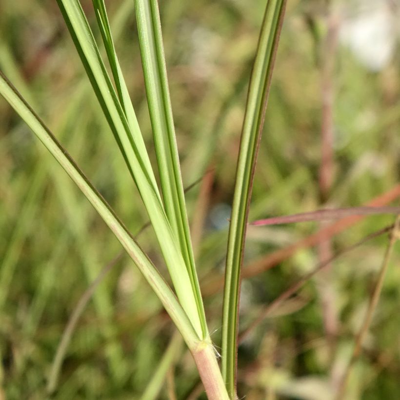Miscanthus sinensis China - Eulalie - Roseau de Chine (Foliage)