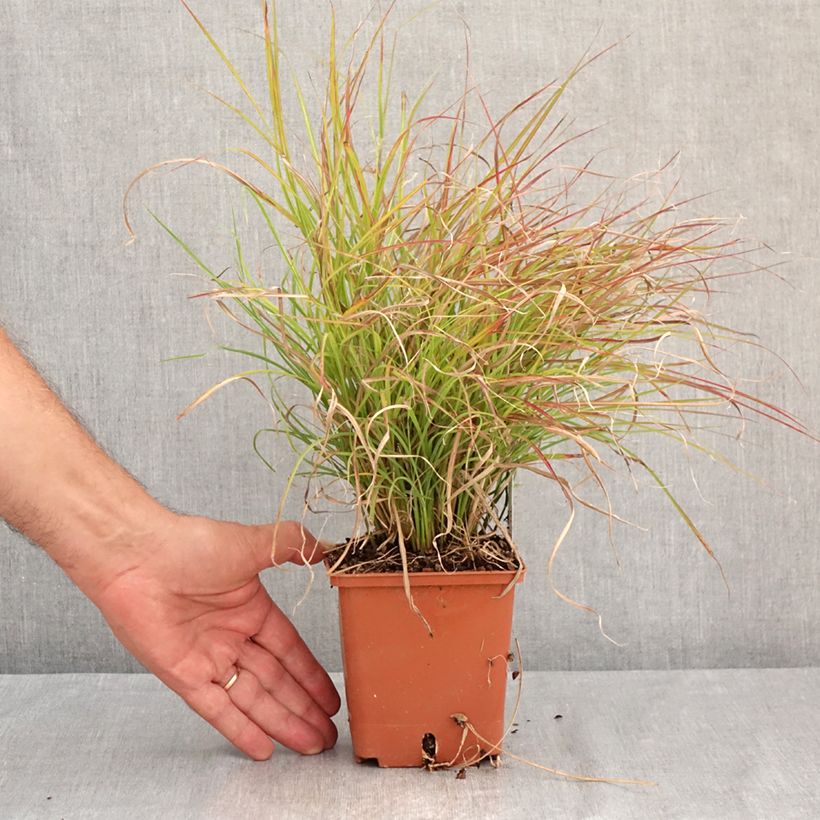 Spécimen de Miscanthus sinensis Cute One - Roseau de Chine nain. Pot de 1L/1,5L tel que livré en été