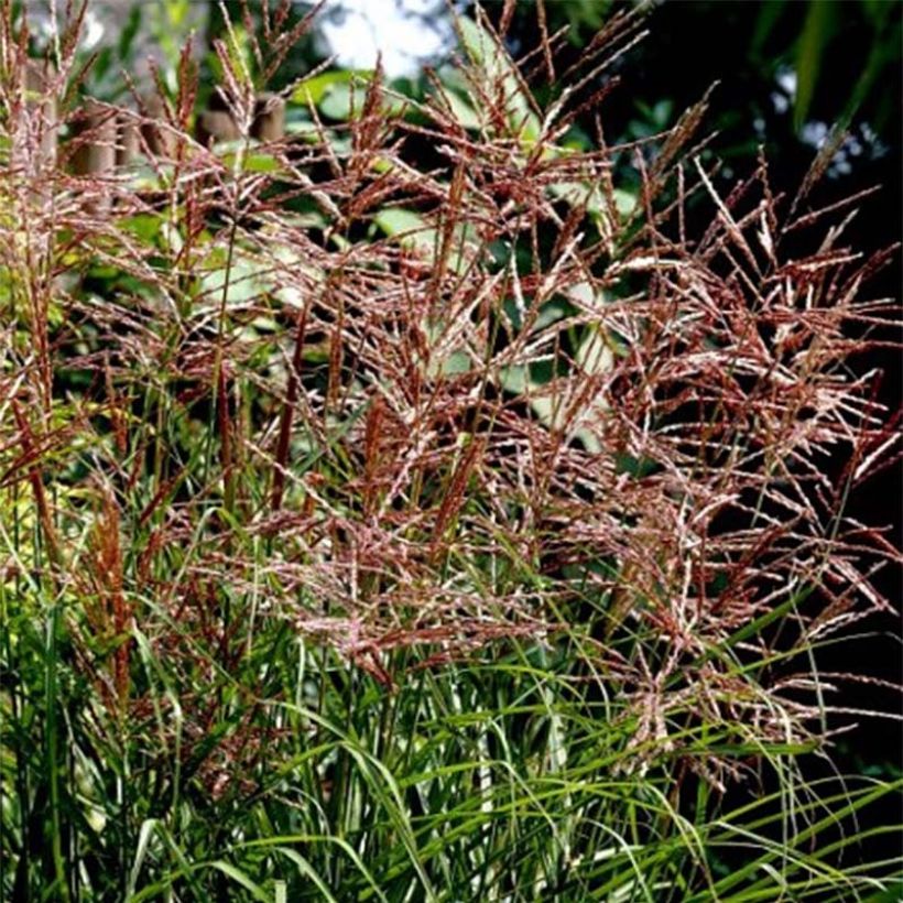 Miscanthus sinensis Dronning Ingrid - Roseau de Chine (Flowering)