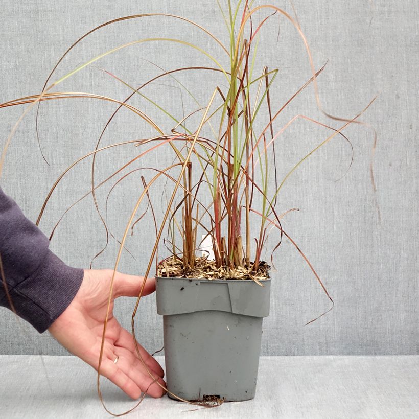 Spécimen de Miscanthus sinensis Gracillimus - Eulalie  Pot de 2L/3L tel que livré en automne