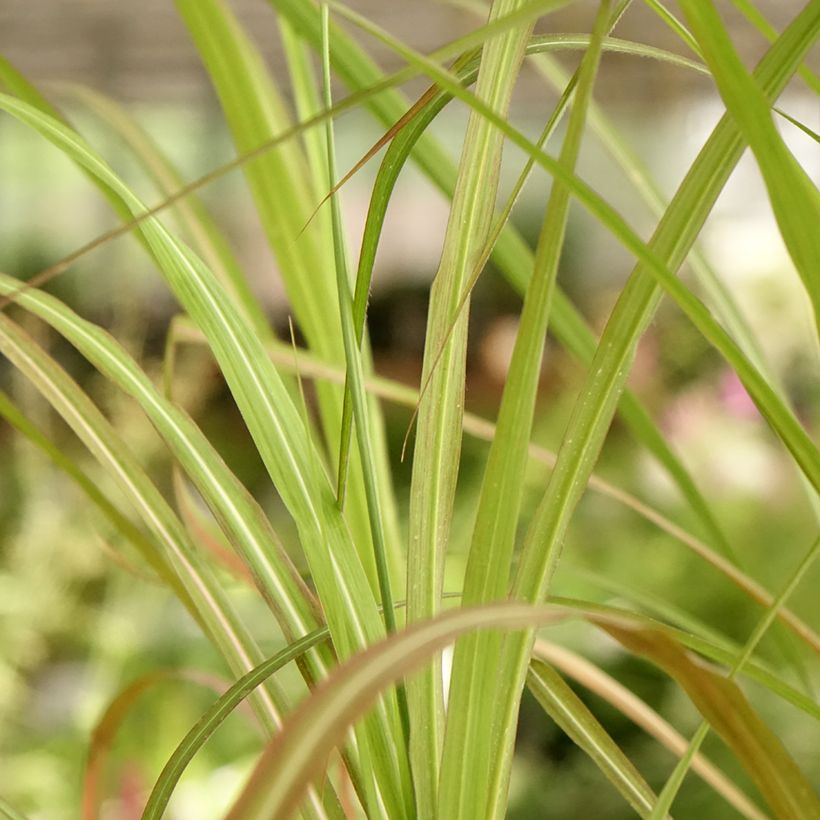 Miscanthus sinensis Kaskade - Roseau de Chine (Foliage)
