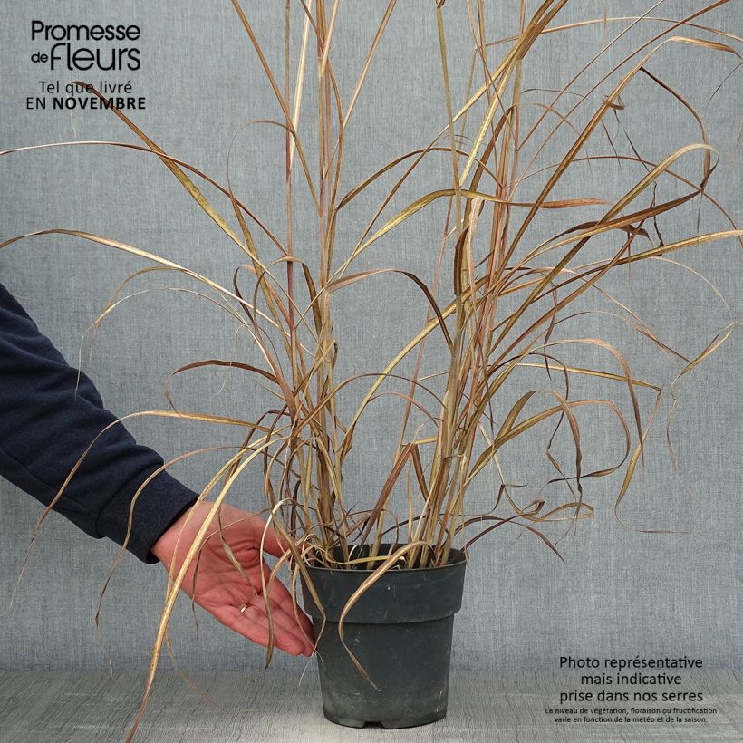 Spécimen de Miscanthus sinensis Kleine Fontäne (Petite Fontaine) Pot de 3L/4L tel que livré en automne