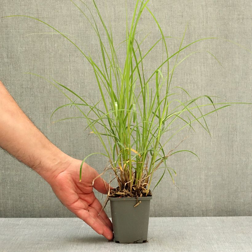 Spécimen de Miscanthus sinensis Little Miss - Roseau de Chine Godet de 8/9 cm tel que livré au printemps