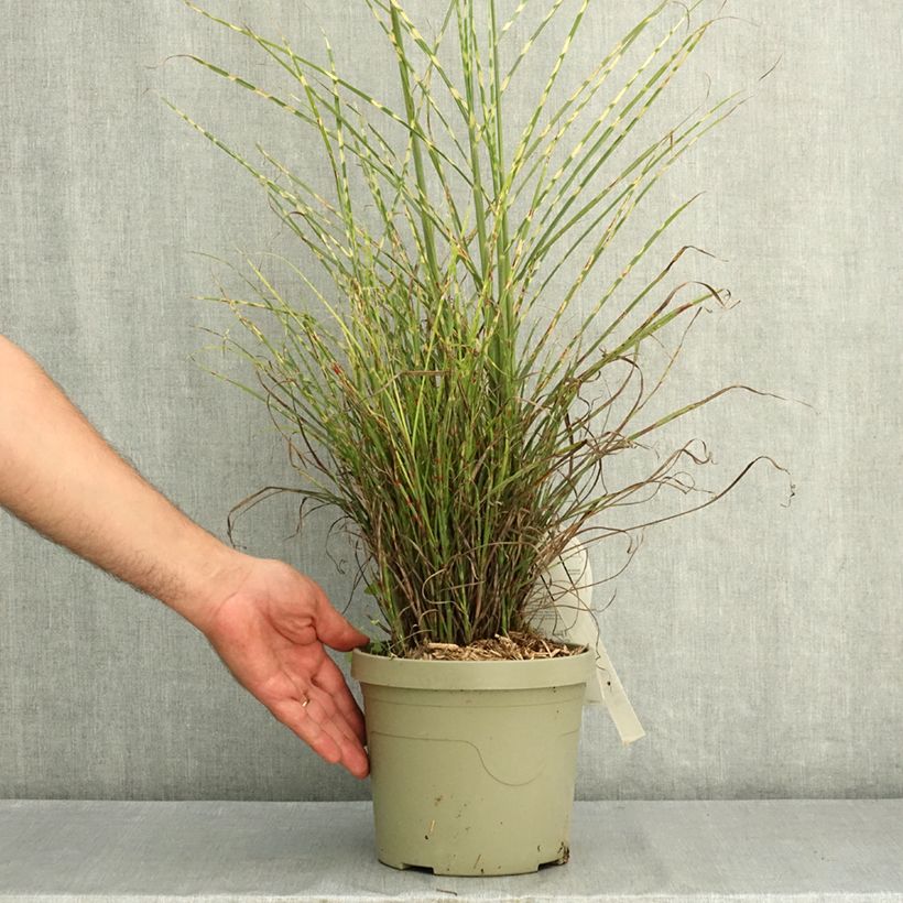 Spécimen de Miscanthus sinensis Little Tiger - Eulalie, Roseau de Chine Pot de 3L/4L tel que livré en été