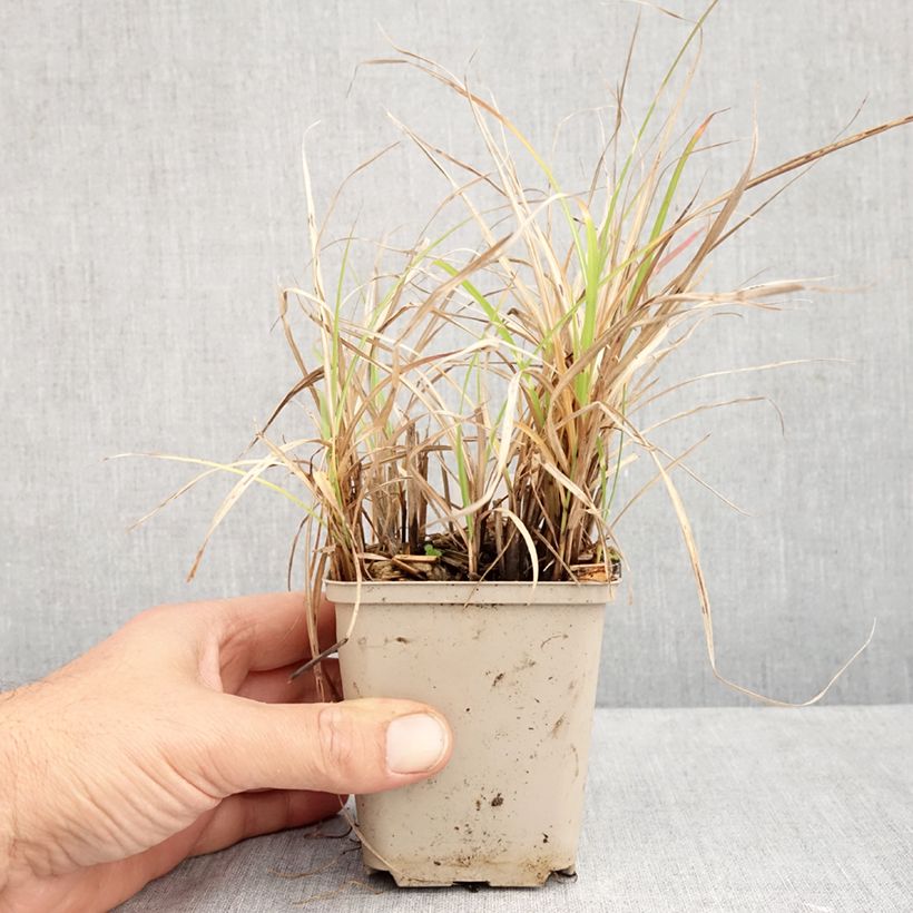 Spécimen de Miscanthus sinensis Little Zebra - Roseau de Chine panaché en Godet de 8/9 cm tel que livré en automne