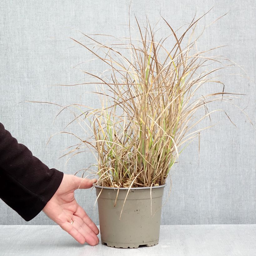 Spécimen de Miscanthus sinensis Little Zebra - Roseau de Chine panaché en Pot de 2L/3L tel que livré en automne