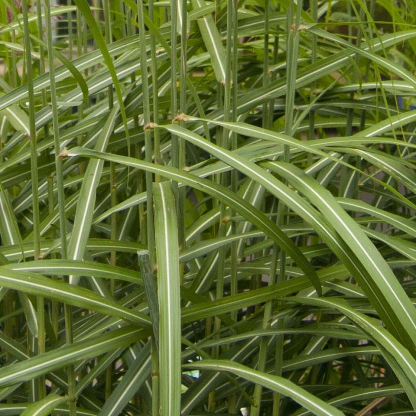 Miscanthus sinensis Malepartus - Eulalie, Roseau de Chine (Foliage)