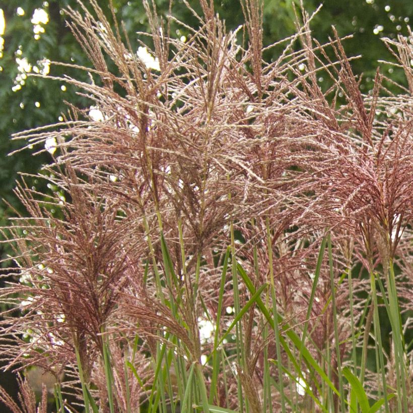 Miscanthus sinensis Malepartus - Eulalie, Roseau de Chine (Flowering)