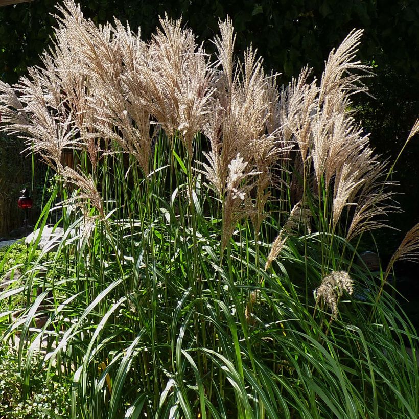 Miscanthus sinensis Malepartus - Eulalie, Roseau de Chine (Plant habit)